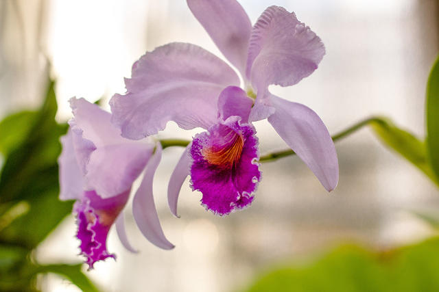 botanical sm pretty pink orchid