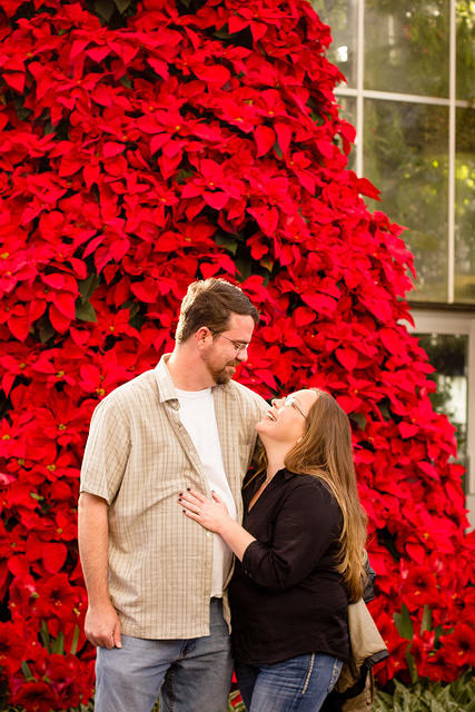 botanical sm red xmas tree 2