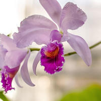 botanical sm pretty pink orchid