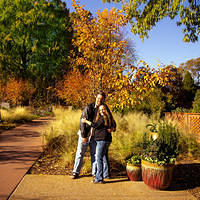 botanical sm pretty tree