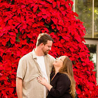 botanical sm red xmas tree 2