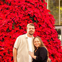 botanical sm red xmas tree